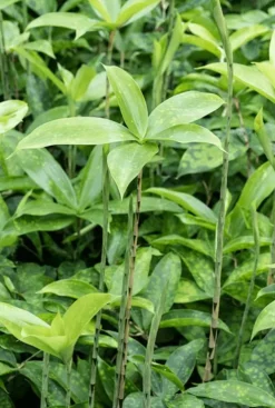 Dracaena surculosa - Drakenbloedboom