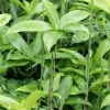Dracaena surculosa - Drakenbloedboom