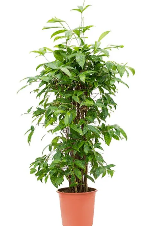 Dracaena surculosa - Drakenbloedboom