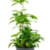 Dracaena surculosa - Drakenbloedboom