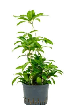 Dracaena surculosa - Drakenbloedboom