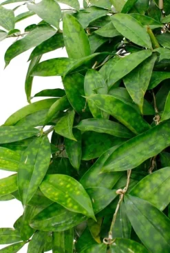 Dracaena surculosa - Drakenbloedboom
