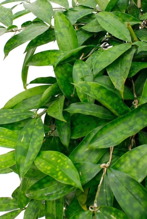 Dracaena surculosa - Drakenbloedboom