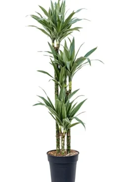 Dracaena Warneckei - Drakenbloedboom