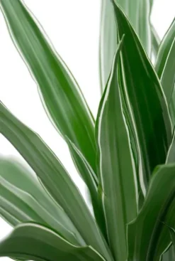 Dracaena Warneckei - Drakenbloedboom