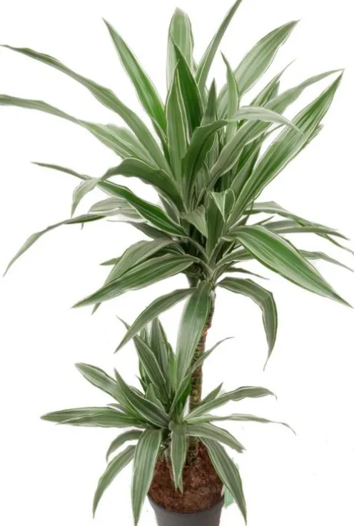 Dracaena Warneckei - Drakenbloedboom
