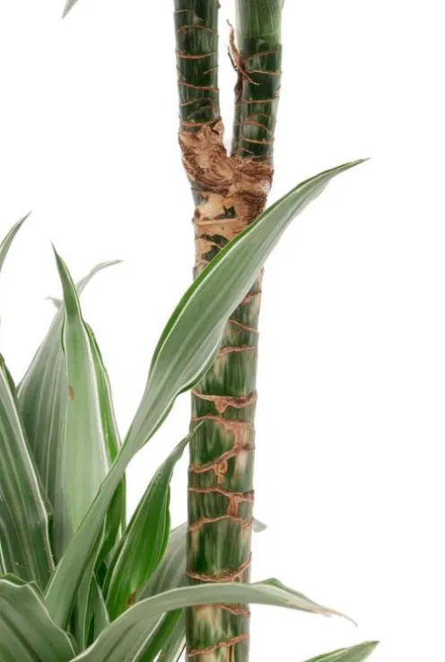 Dracaena Warneckei - Drakenbloedboom