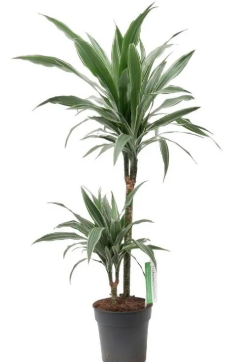 Dracaena Warneckei - Drakenbloedboom