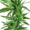 Dracaena Warneckei - Drakenbloedboom