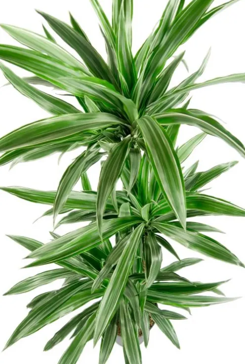 Dracaena Warneckei - Drakenbloedboom