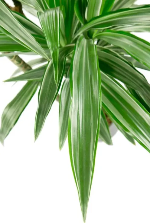 Dracaena Warneckei - Drakenbloedboom