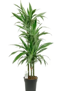 Dracaena Warneckei - Drakenbloedboom