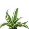 Dracaena White Jewel - Stekje