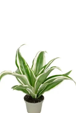 Dracaena White Jewel - Stekje