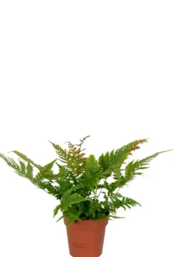 Dryopteris erythrosora - Rode sluiervaren