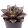 Echeveria Purpusorum - Stekje