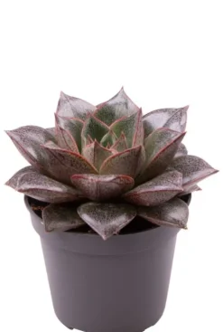 Echeveria Purpusorum - Stekje