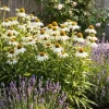 Echinacea purpurea White Swan - Zonnehoed