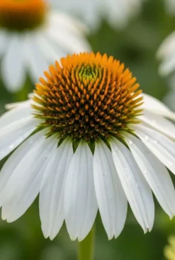 Echinacea purpurea White Swan - Zonnehoed