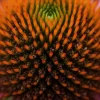 Echinacea purpurea - Zonnehoed