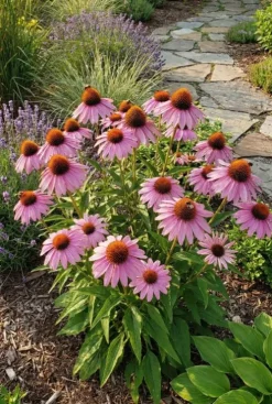 Echinacea purpurea - Zonnehoed