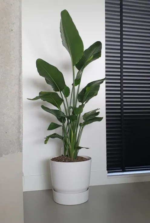 Elho Greenville Pot - wit