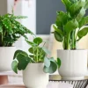Elho Vibes Fold Pot - wit