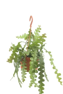 Epiphyllum anguliger - Zaagcactus
