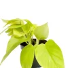 Epipremnum Golden Pothos - Epipremnum