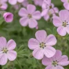 Erodium variabile Bishops Form - Reigersbek