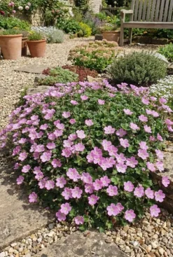 Erodium variabile Bishops Form - Reigersbek