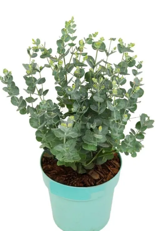 Eucalyptus Gunnii Azura - Eucalyptus