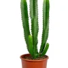 Euphorbia acruensis - Wolfsmelk