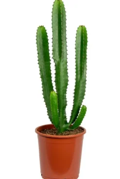 Euphorbia acruensis - Wolfsmelk