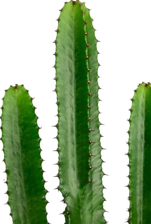 Euphorbia acruensis - Wolfsmelk