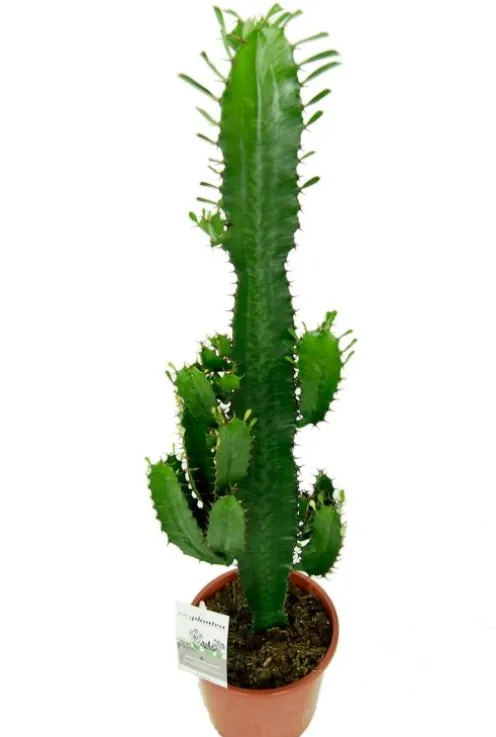 Euphorbia acrurensis - Wolfsmelk