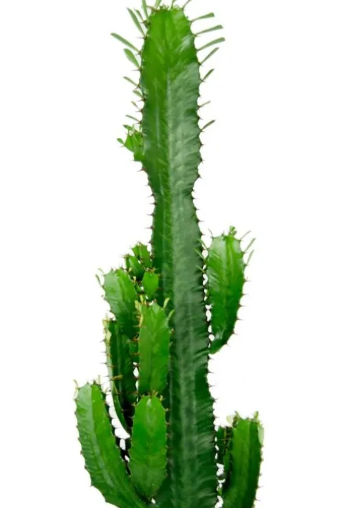 Euphorbia acrurensis - Wolfsmelk