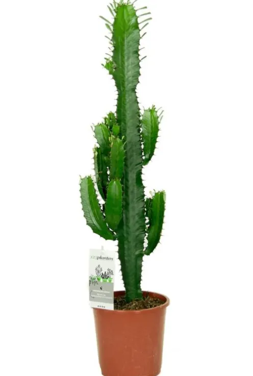 Euphorbia acrurensis - Wolfsmelk
