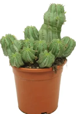 Euphorbia Fruticosa Inermis - Wolfsmelk