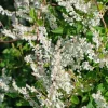 Fallopia Aubertii - Duizendknoop