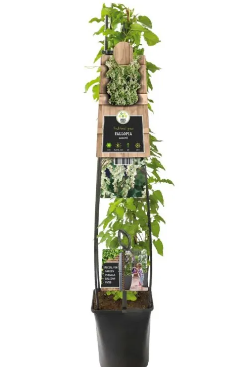 Fallopia Aubertii - Duizendknoop