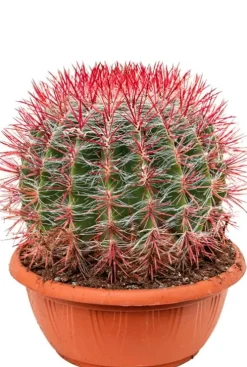 Ferocactus stainesii - Schoonmoederstoel