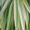 Ficus alii - Rubberboom