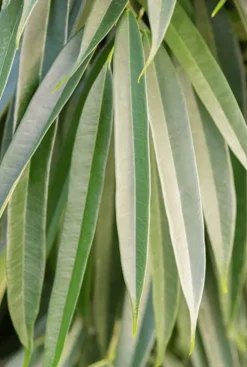 Ficus alii - Rubberboom
