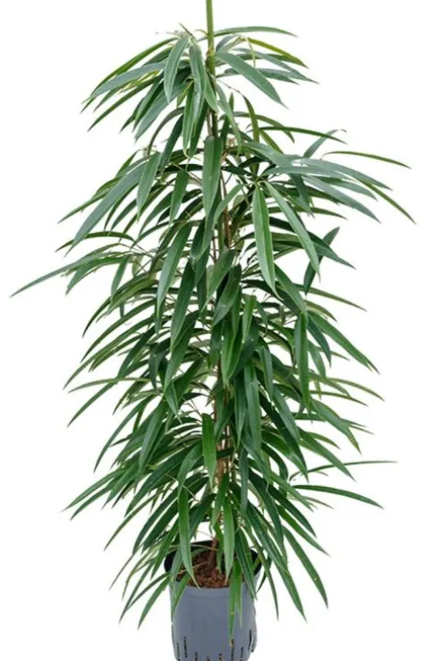 Ficus alii - Rubberboom