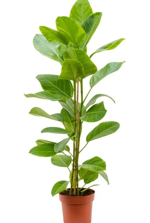 Ficus altissima Yellow - Rubberboom