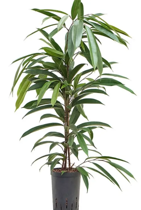 Ficus amstel king - Rubberboom