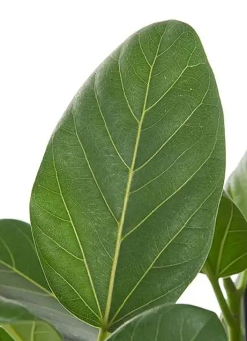 Ficus benghalensis audrey - Rubberboom