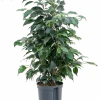 Ficus benjamina 'Danielle' - Treurvijg