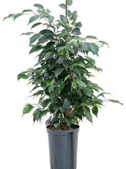 Ficus benjamina 'Danielle' - Treurvijg